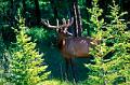 cerf virginie1